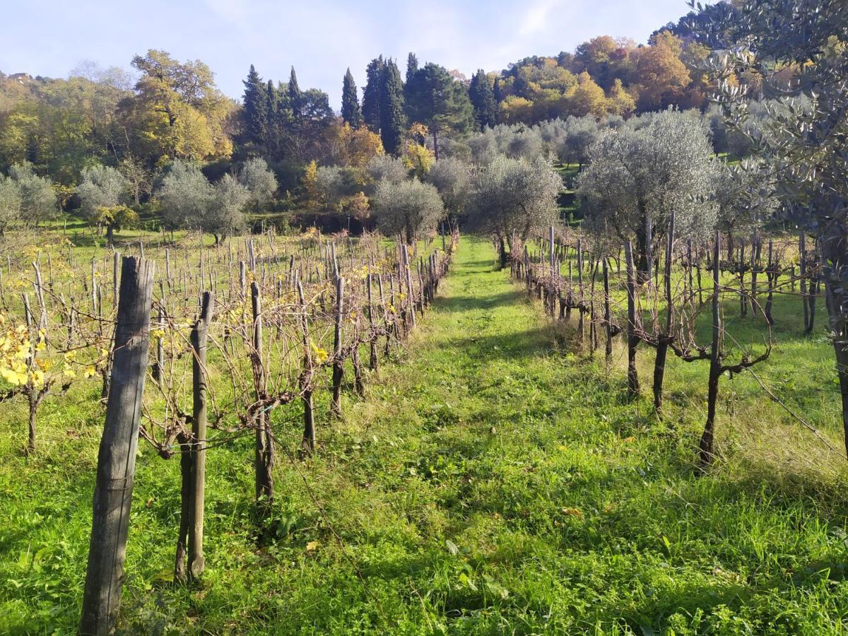 Fattoria Di Caticciano, Elegante Affittacamere Relax E Natura Vicino Firenze Pelago Екстериор снимка